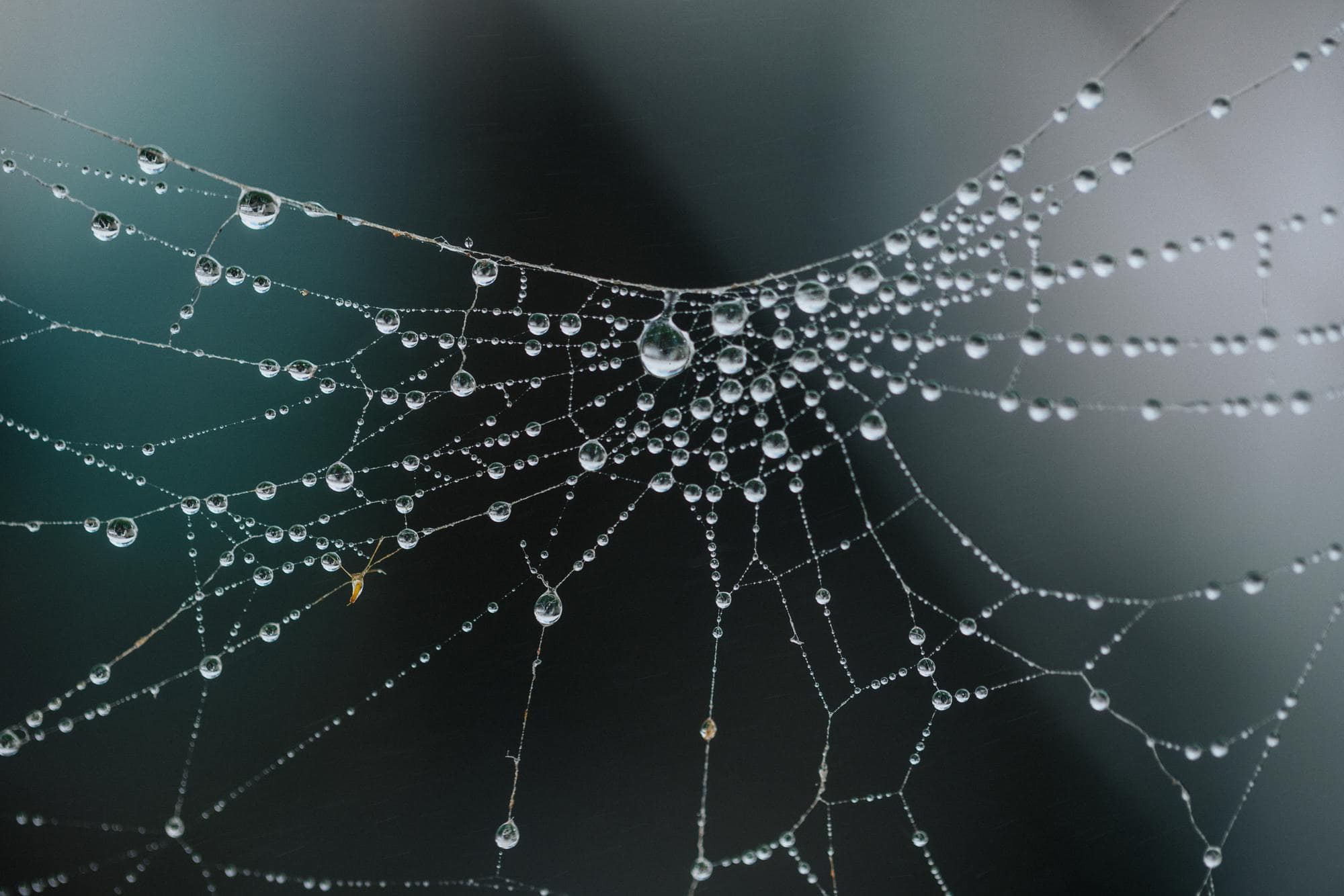 The Static Spider Web Pattern