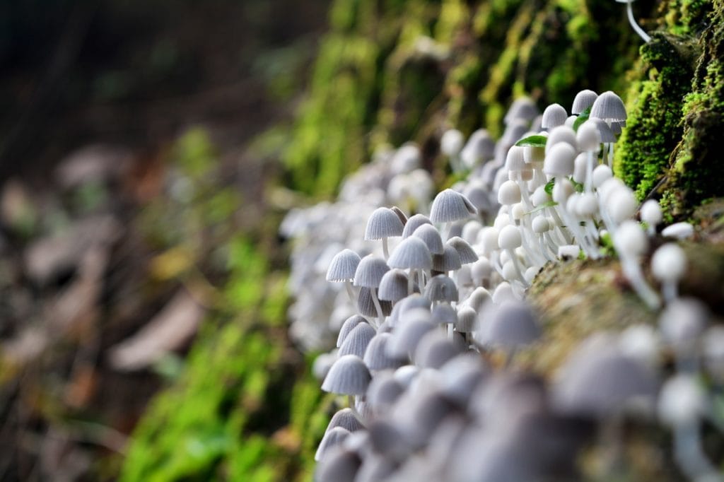 white mushrooms bokeh