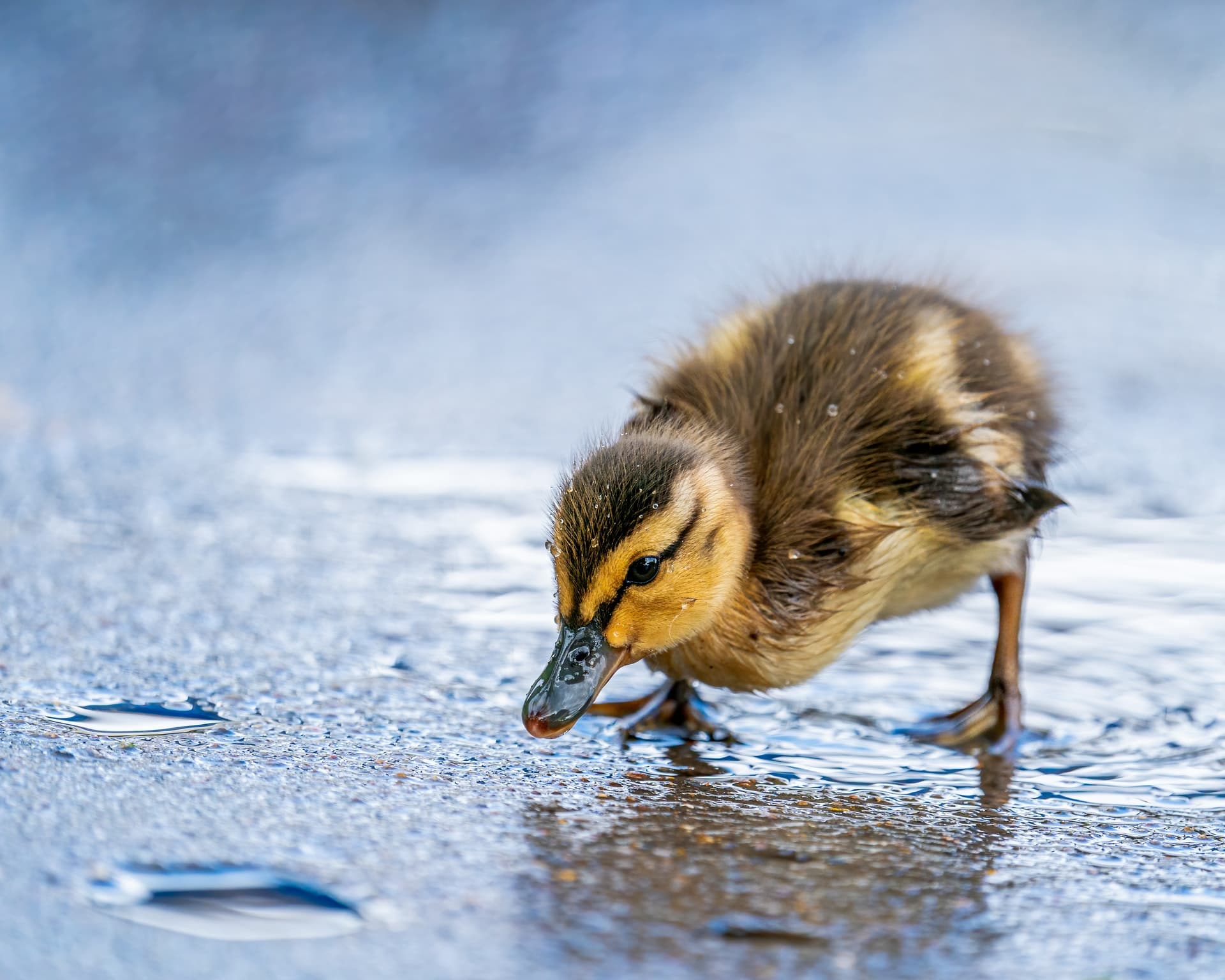 Looks great! Lose the duck.