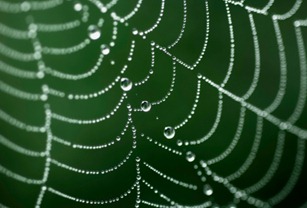 SpiderWebSmall SpiderWebSmall